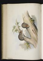 White-footed Dunnart plate 36