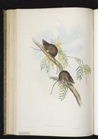 White-footed Dunnart plate 35