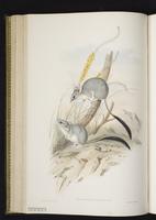 Red-tailed Phascogale plate 32