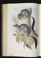 Brush-tailed Phascogale plate 31