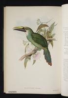 Aulacoramphus wagleri plate 49