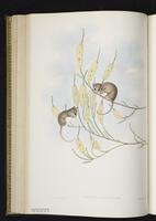 Southwestern Pygmy Possum plate 30