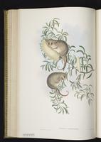 Eastern Pygmy Possum plate 29