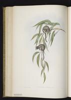 Feather-tailed Glider plate 28