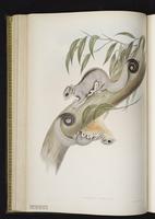 Sugar Glider plate 27