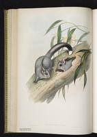 Sugar Glider plate 26