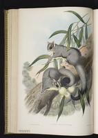 Sugar Glider plate 25