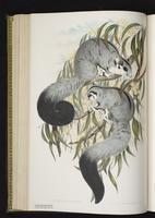 Squirrel Glider plate 24