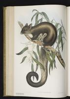 Yellow-bellied Glider plate 23