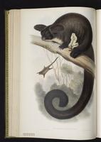 Greater Glider plate 22