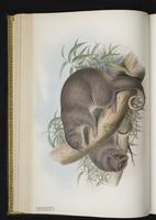 Common Spotted Cuscus plate 21