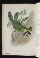 Aulacoramphus prasinus plate 48