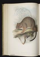 Woolly phalanger plate 20