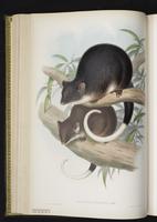 Common Ringtail plate 19