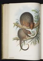 Common Ringtail plate 18