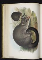 Lowland Ringtail plate 17