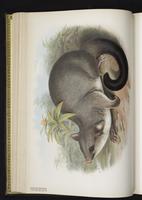 Lowland Ringtail plate 16