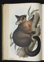 Common Brushtail plate 15