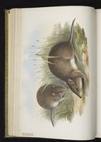 Southern Brown Bandicoot plate 12