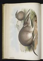 Long-nosed Bandicoot plate 11