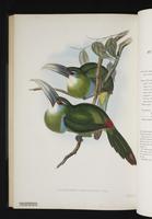 Aulacoramphus caeruleicinctus plate 47