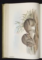 Western Barred Bandicoot plate 10