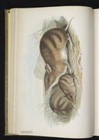 Eastern Barred Bandicoot plate 9