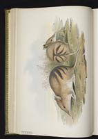 Western Barred Bandicoot plate 8
