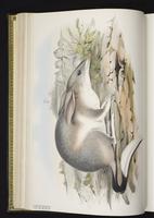 Greater Bilby plate 7
