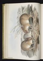 Pig-footed Bandicoot plate 6