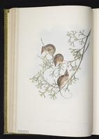 Honey possum plate 5