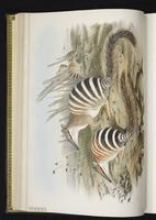 Banded anteater, Numbat plate 4