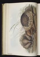 Short-beaked Echidna plate 3