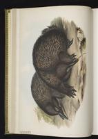 Short-beaked Echidna plate 2