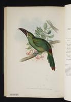 Aulacoramphus haematopygius plate 46