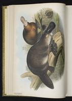 Ornithorhynchus plate 1