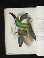 Aulacoramphus castaneorhynchus plate 45