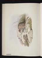 Banded Hare-wallaby, munning plate 30