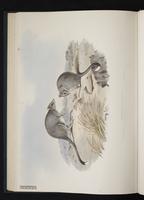 Bettongia cuniculus plate 29