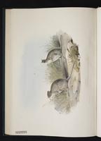Spectacled Hare-wallaby plate 28