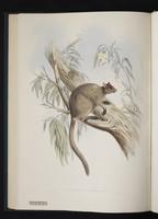 Grizzled Tree-kangaroo plate 27