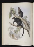 Ursine Tree-kangaroo plate 26