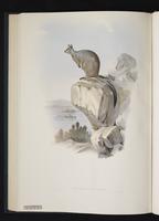 Unadorned Rock-wallaby plate 25