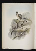 Black-flanked Rock-wallaby plate 24
