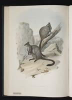 Brush-tailed Rock-wallaby plate 23