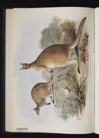 Antilopine Kangaroo, antilopine wallaroo plate 22