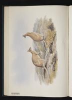 Agile Wallaby plate 20