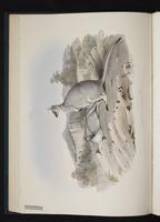Pretty-faced Wallaby, whiptail wallaby plate 19