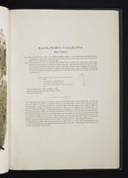 Monograph of the Macropodidae, 1:78