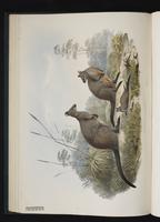 Swamp Wallaby plate 18